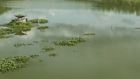 Garza-Parada-En-El-Lago-Con-Plantas-Acuáticas