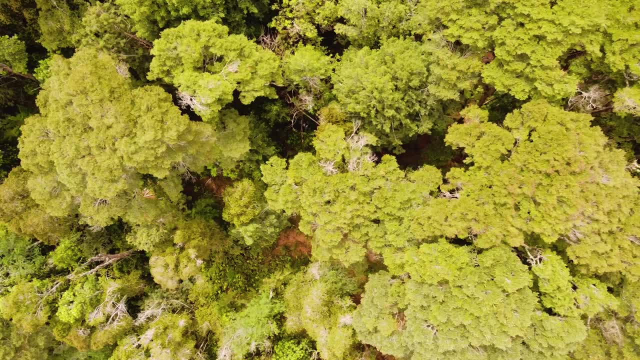 Aerial view of a forest from above