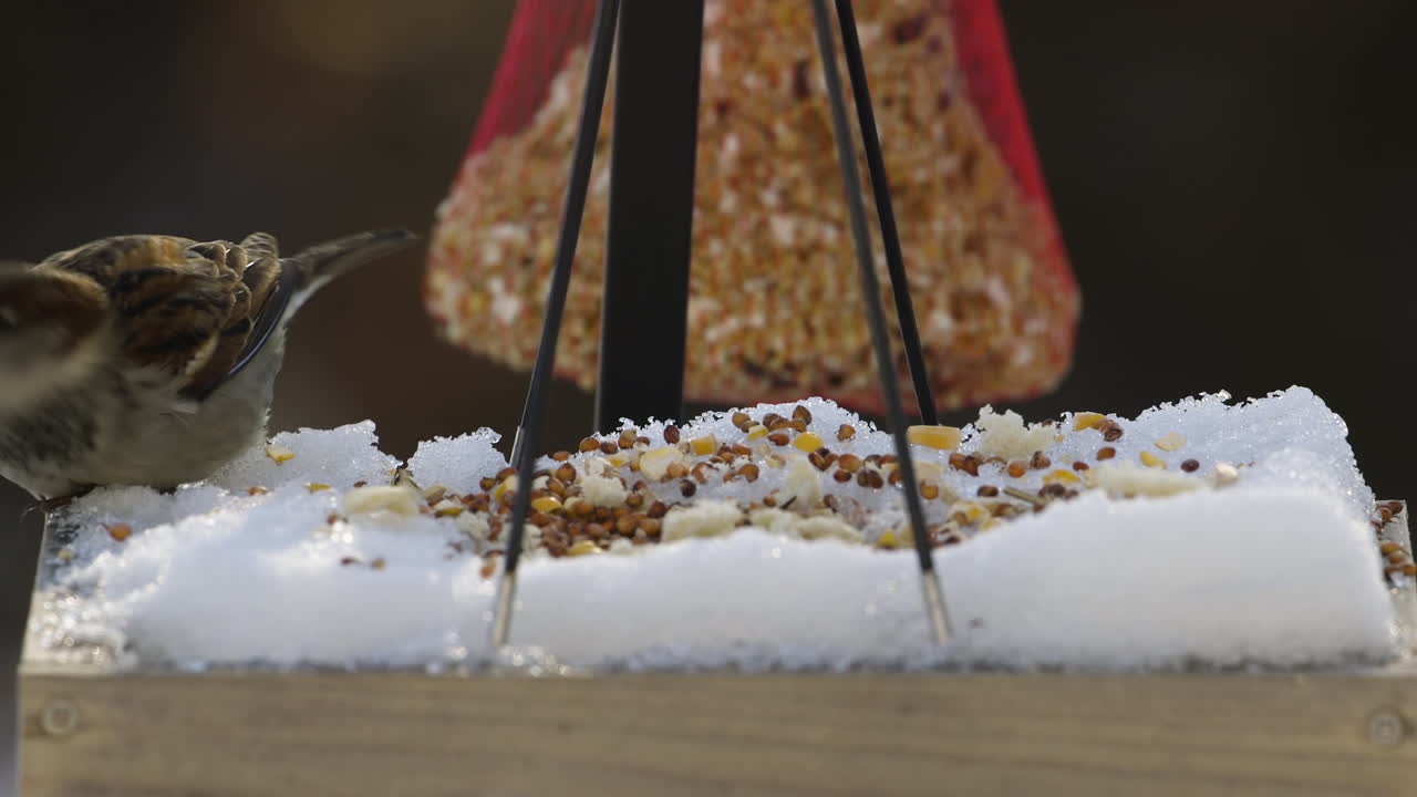 메인에서 겨울 동안 눈 덮인 새 모이통에서 먹는 갈색 집 참새