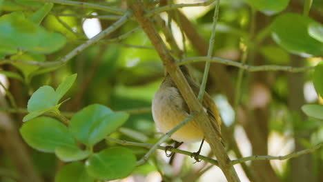 la hembra del pájaro dauriano rojo se esconde en el arbusto.