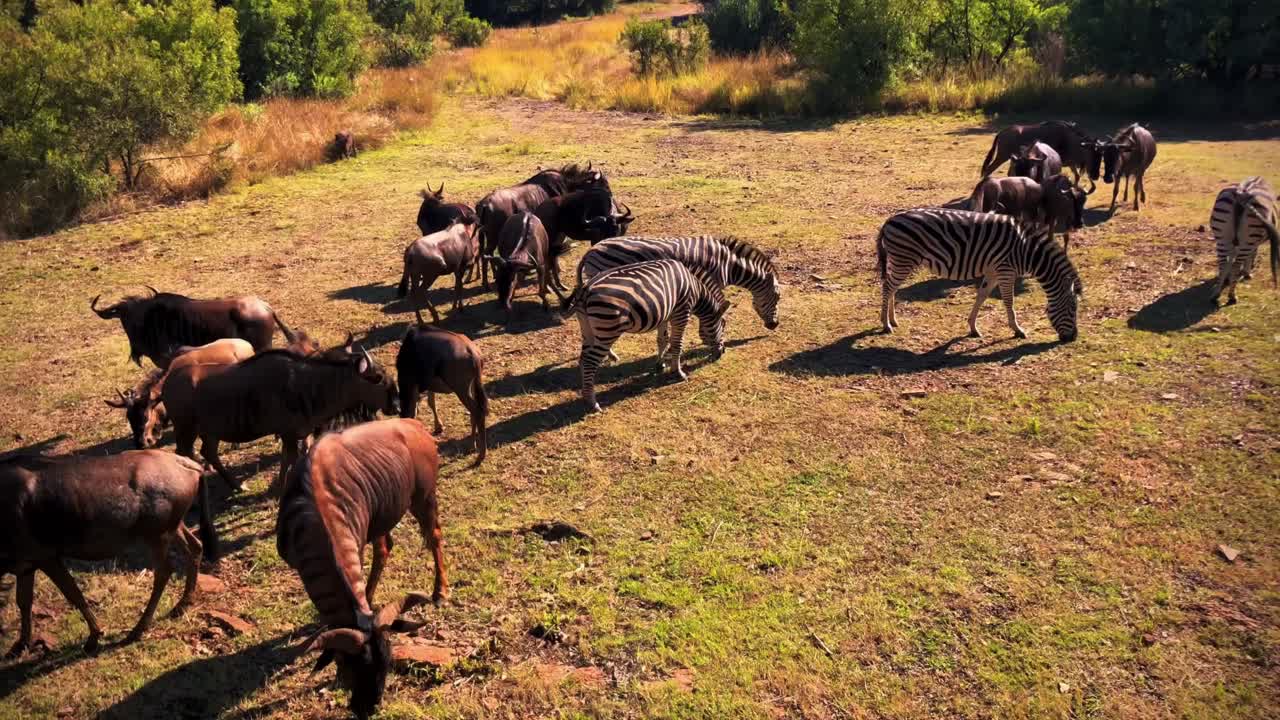 Wide shot of wildebeest and zebras grazing together at Phinda Game Reserve