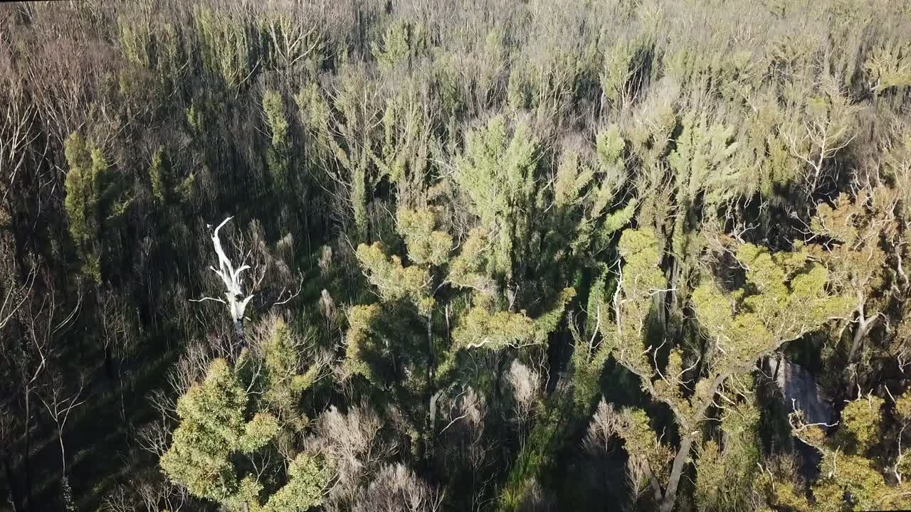 восходящий и панорамирующий вниз вид с беспилотника на навесы восстанавливающихся эвкалиптовых деревьев в солнечном свете, через год после сожжения лесным пожаром около маллакуты, виктория, австралия