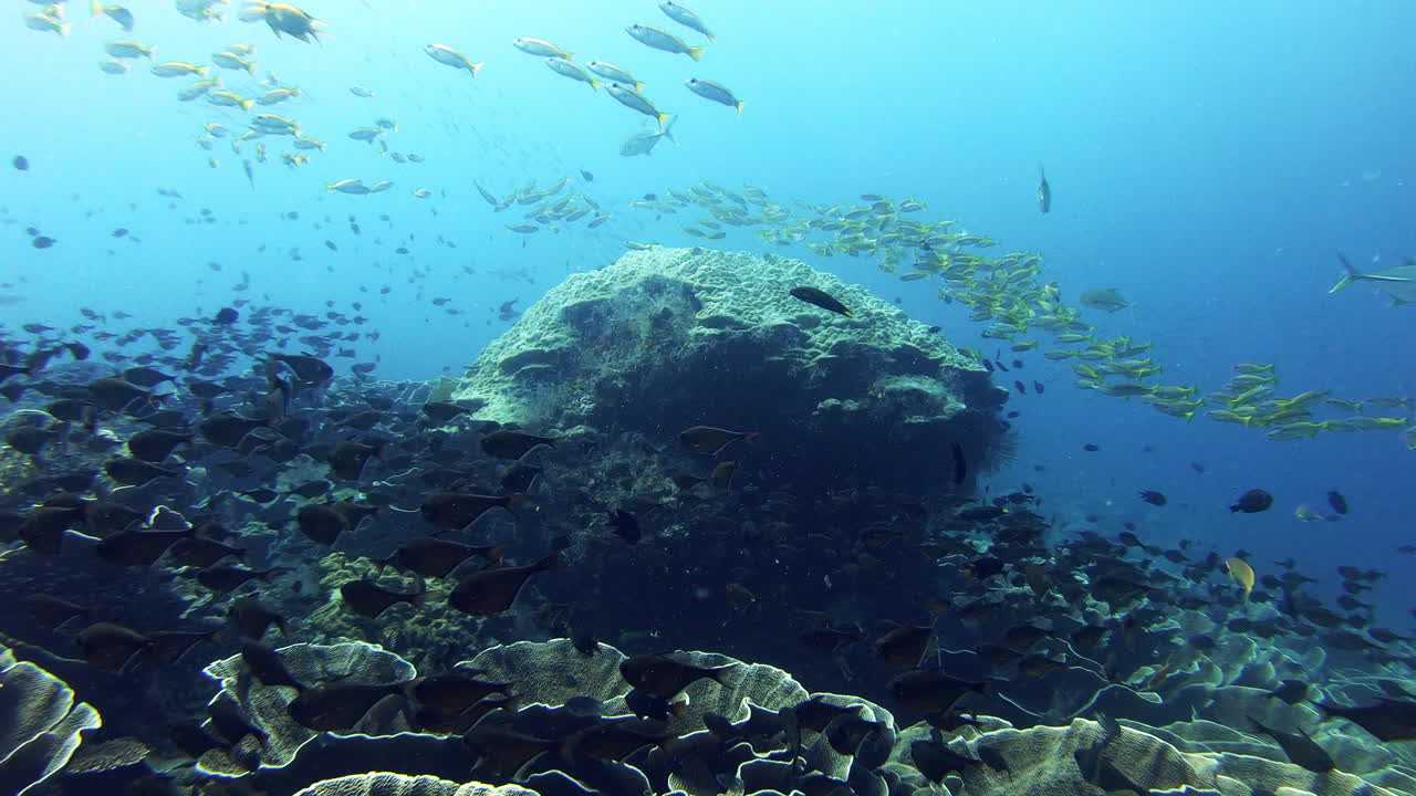 또 다른 물고기 종