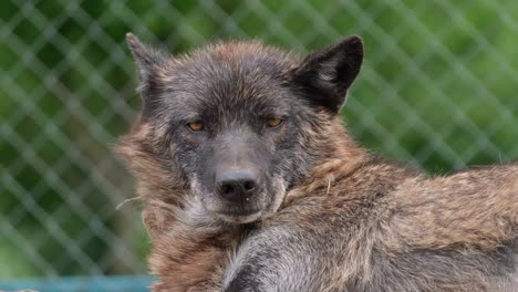 wild canadian wolf living in a pine forest in the mountains. zoo with wild animals, rehabilitation center, reserve
