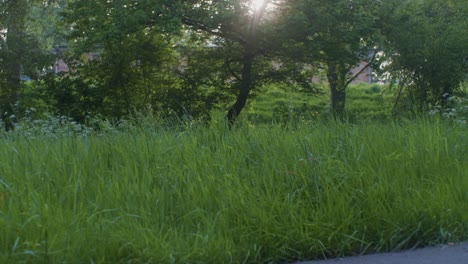 a beautiful cinematic view of nature forest timber woods park and green grass with plants in the daylight with sunlight