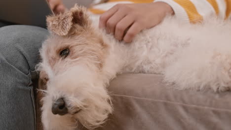 wire fox terrier being pet