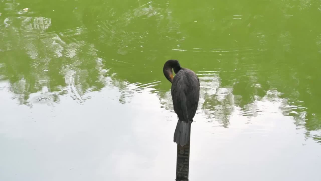 Vibrant close-up footage of a blooming Powder Puff flower on a tree branch in Colombia. The A Neotropic Cormorant perches quietly by the water’s edge in Medellín, Colombia.