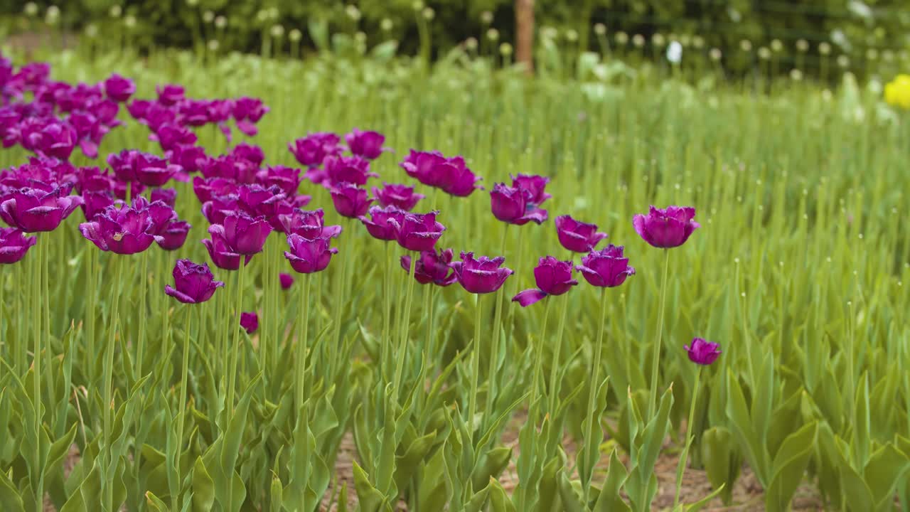 hermosos tulipanes rojos que florecen en el campo 32