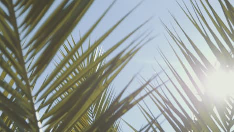 Tilt shot, of a tropical palm leaf, in slow motion, from below, the sun shines through the palm leaf, that blows in the wind, in the midday sun, in the summer, in the Wilhelma, in Stuttgart, Germany