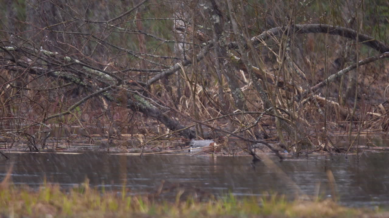 pareja de silbón europeo alimentándose en un río desbordado