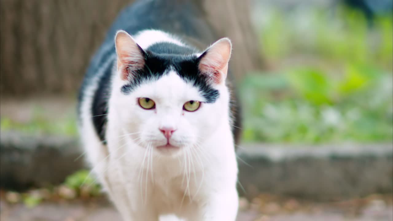 Black and white cat, with green eyes walking in a park
