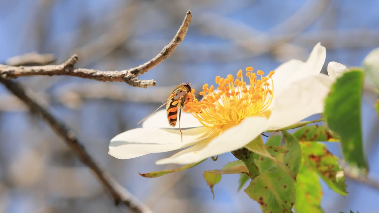 호버플라이, 꽃 플라이 또는 시르피드 플라이, 곤충 가족 시르피디. 그들은 위험한 곤충  ⁇ 벌과  ⁇ 벌로 위장합니다. 많은 종의 성인은 주로 꽃의  ⁇ 과 꽃가루를 먹습니다.