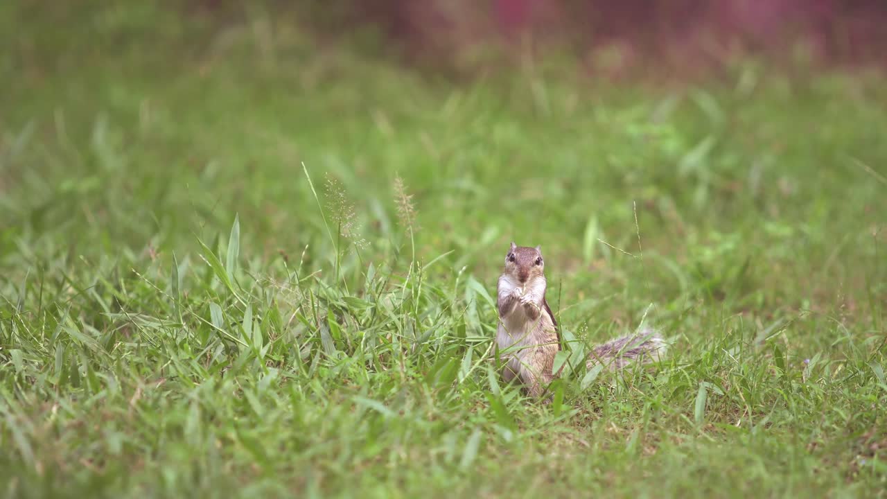 ardilla sentada en la hierba comiendo hierba
