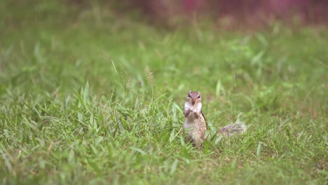 squirrel sitting on grass eating grass