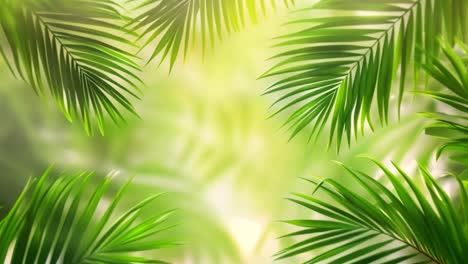 bright tropical palm leaves background