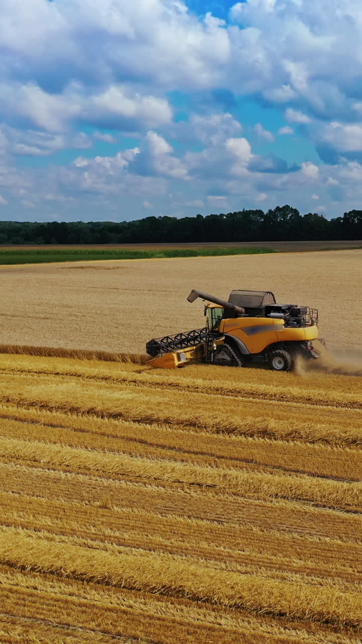 Side view of yellow combine gathering harvest in summer. Modern combine cutting ripe wheat on the golden field. Aerial view. Slow motion. Vertical video