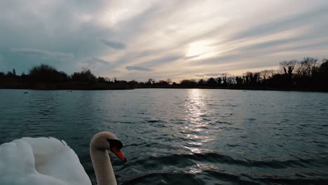 Toma-En-Gran-Angular-Mientras-Un-Gran-Cisne-Blanco-Nada-Cerca-De-La-Cámara,-Hermosa-Puesta-De-Sol-Sobre-Un-Lago