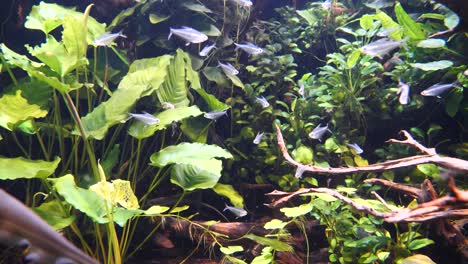 close up shot of silver fish swimming in aquarium with blinking sunlight reflecting