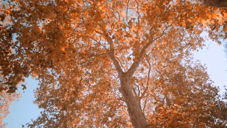 looking up on forest trees, beautiful sun rays through tops of trees, sun shines through foliage on an autumn day