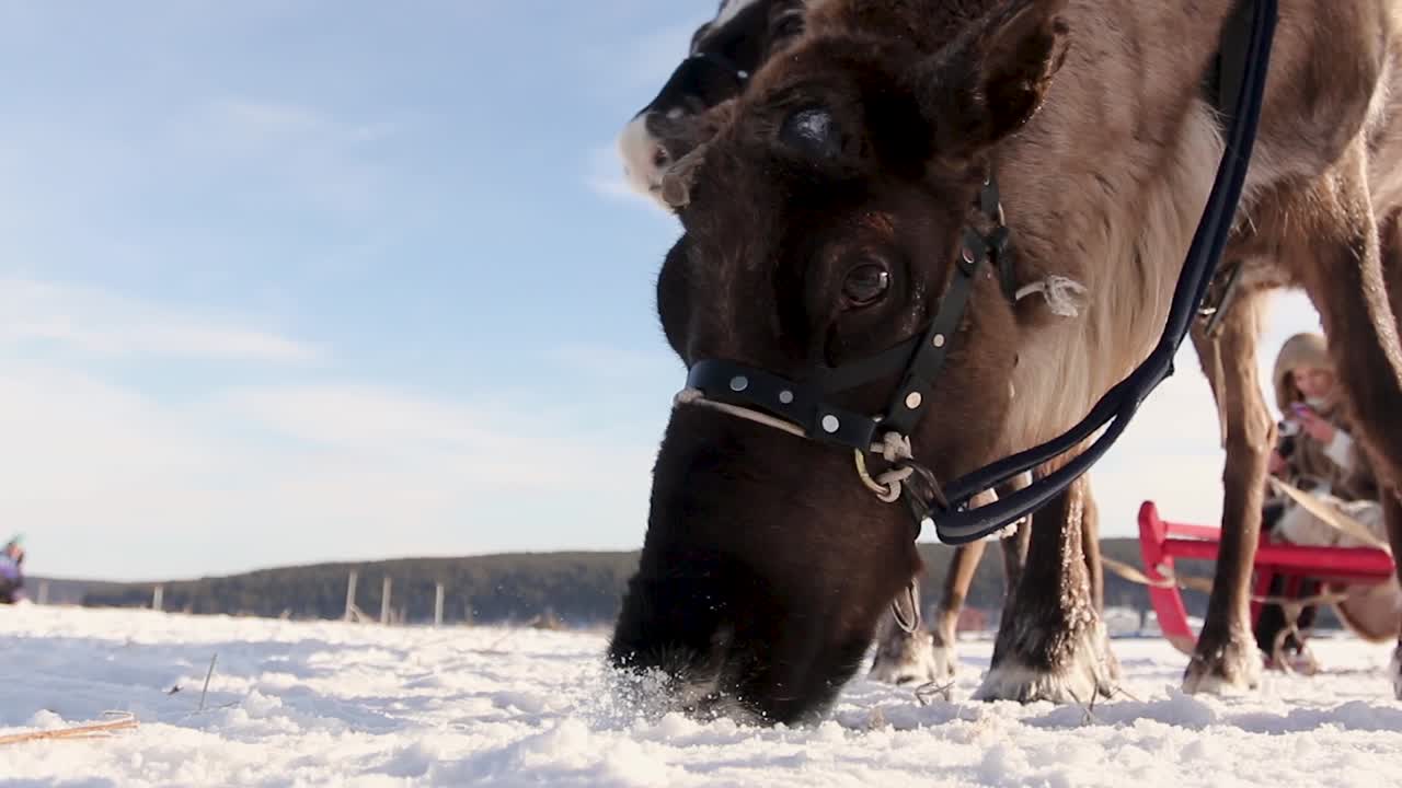 rano en el trineo en la nieve
