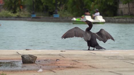 double-crested cormorant (nannopterum auritum) bird spreading out its wings
