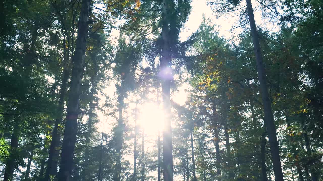 Forest Scenery with Sunlight Through the Trees