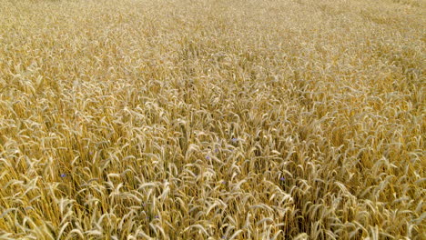 Tiny-Purple-Flowers-Among-Golden-Wheat-Crops-On-The-Farm-In-Czeczewo,-Poland