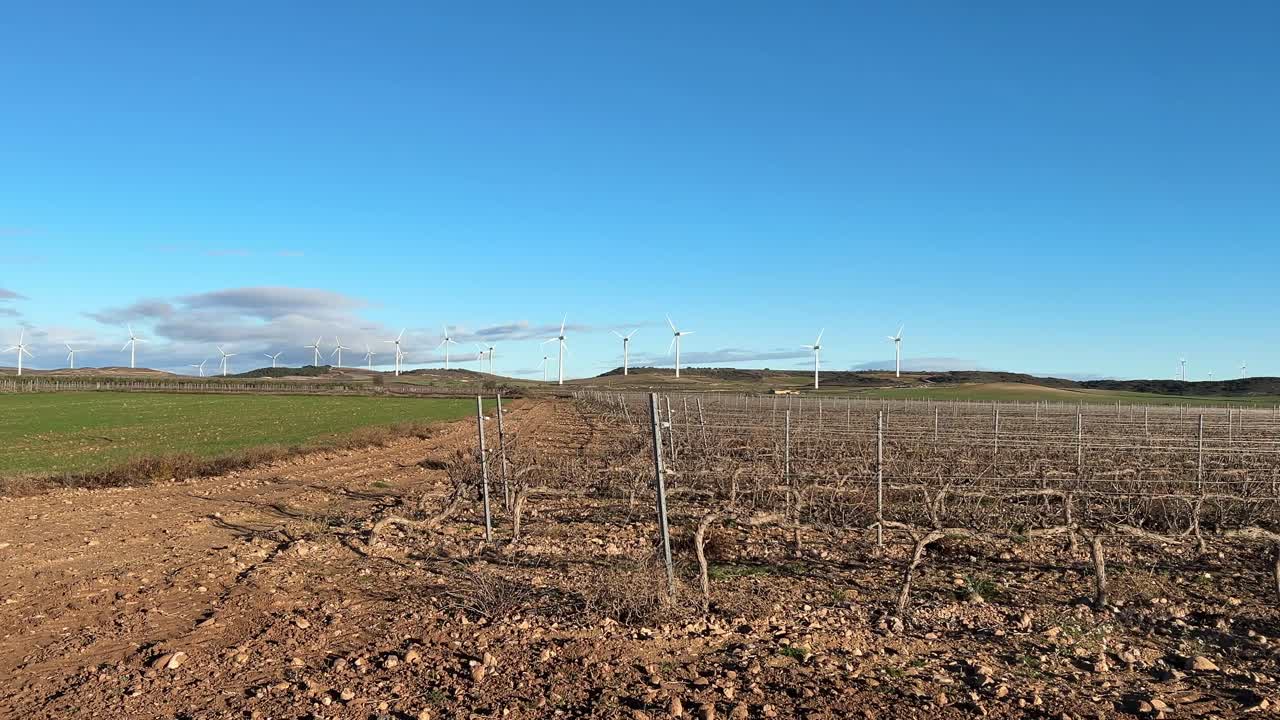 Vineyard in winter with wind turbines turning against a blue sky.