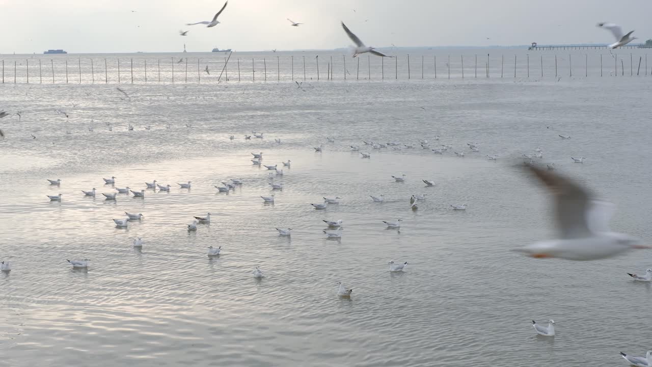 태국 일몰 동안 고요한 바닷물에서 먹이를 먹고 싸우는 활동적인 바다 갈매기