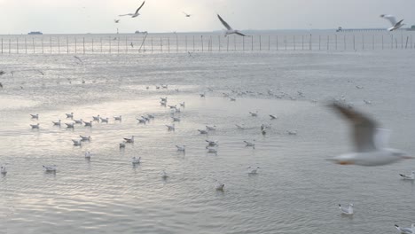 Gaviotas-Activas-Alimentándose-Y-Luchando-Por-Comida-En-Aguas-Tranquilas-Del-Océano-Durante-La-Puesta-De-Sol-En-Tailandia