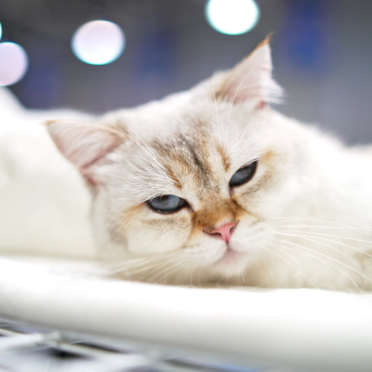 Scottish fold cat sleeping on sofa