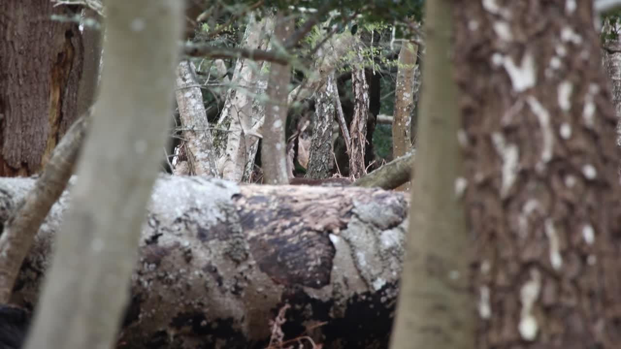 숲에서 사 ⁇  머리를  ⁇ 는 클립 28