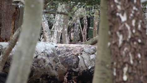 cabeza de ciervo rascándose en el bosque clip 28