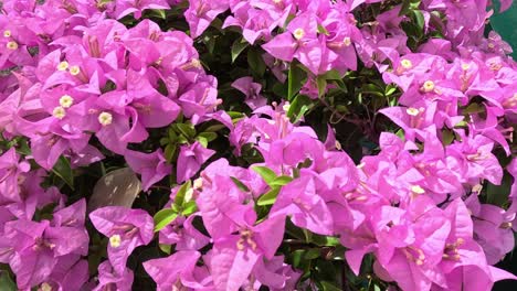 pink bougainvillea flowers swaying slightly in wind.