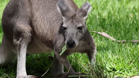 grey kangaroo feeding in grass