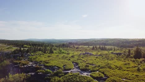 Flying-over-Rugged-Rocks-and-Pine-Trees-on-Top-of-Mountain,-Aerial,-Dolly-Sods,-Cinematic-4K