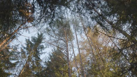 in the middle of the nature with big trees in autumn fall in italy