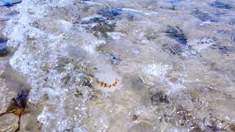 Medusas-De-La-Brújula-A-La-Deriva-Bajo-El-Agua-En-Aguas-Poco-Profundas,-Cálidas-Y-Espumosas-Mareas-Oceánicas-Galesas