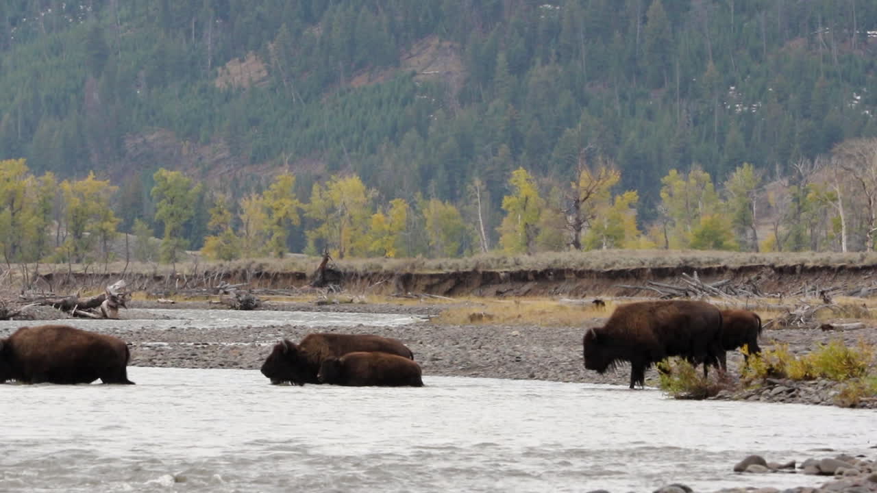 야생 버팔로, 들소, 옐로스톤 국립공원에서 강을 건너다