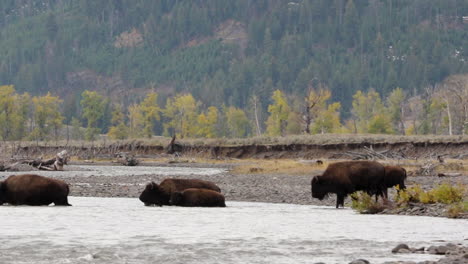 búfalo salvaje, bisonte, cruzando el río en el parque nacional de yellowstone