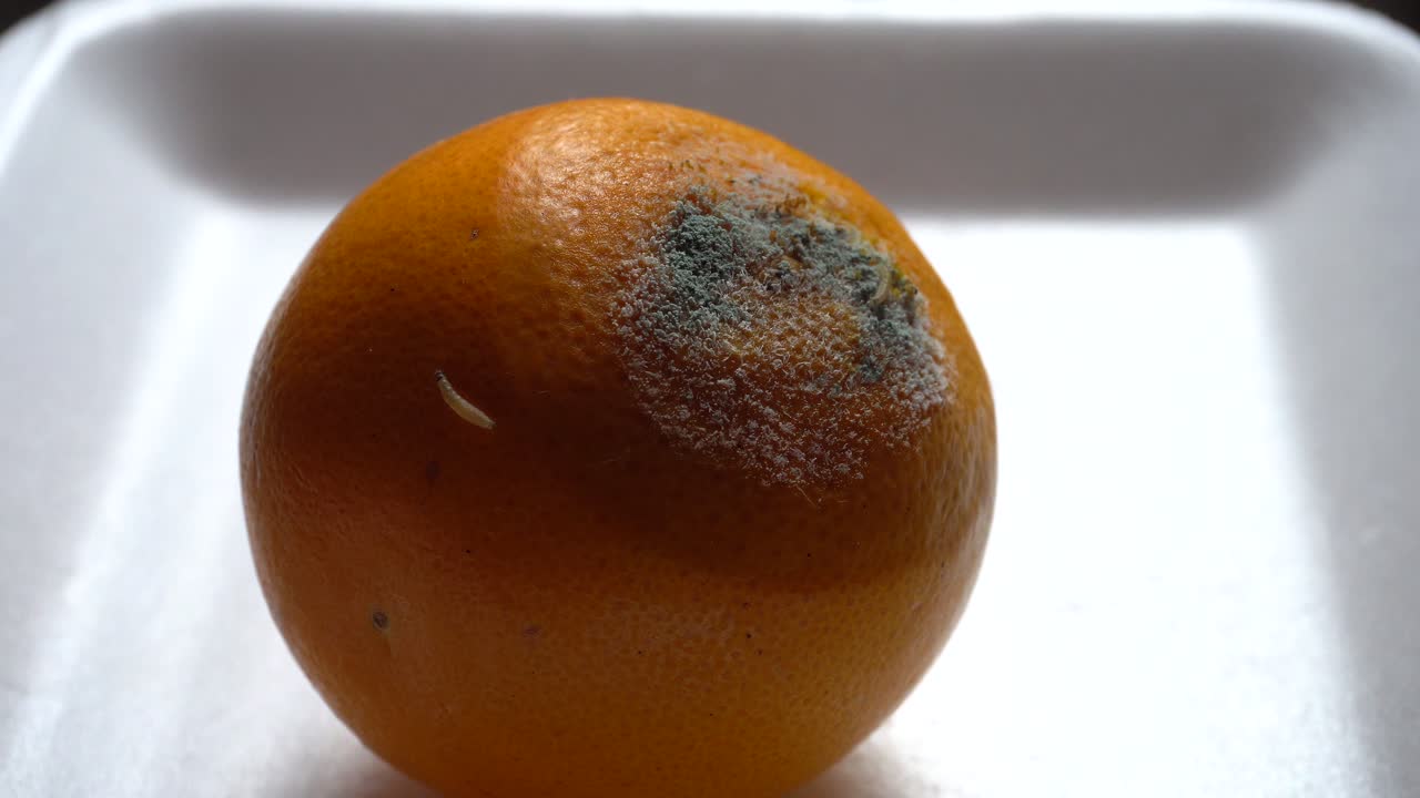 primer plano de un diminuto gusano arrastrándose por la superficie de una naranja podrida