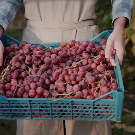 farmer holds a box of ripe grapes stands against the backdrop of a vine