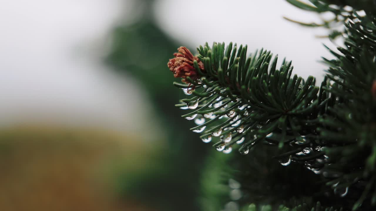 Close Up Rain Falling On Pine Tree Needles