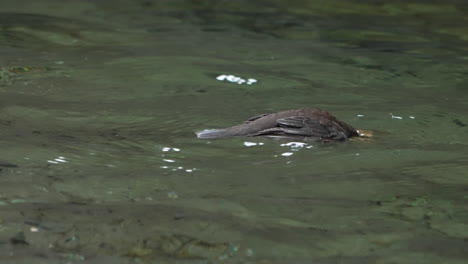 Brown-dipper-swimming-and-floating-in-clear-stream-and-dipping-its-head-into-the-water