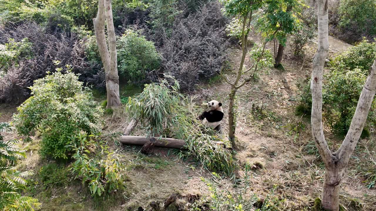 Filmato di fauna selvatica di un panda che mangia tranquillamente cibo vegetale nel centro della base di conservazione di Chengdu.