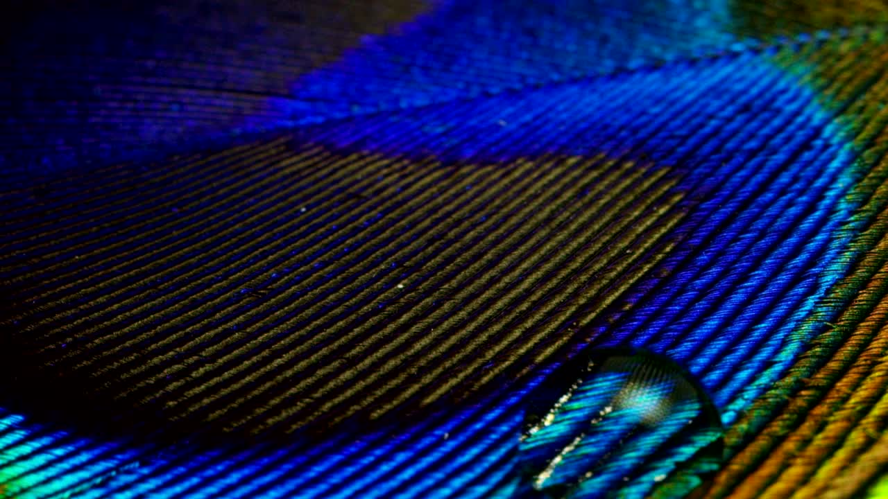 cerca o macro de una pluma de pavo real colorida con una gota descansando en ella. la pluma de peón llena de colores y texturas es elegante y decorada.