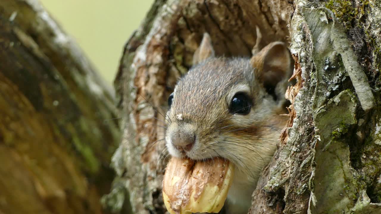 primer plano de una linda ardilla con nuez en la boca escondida en el tronco del árbol