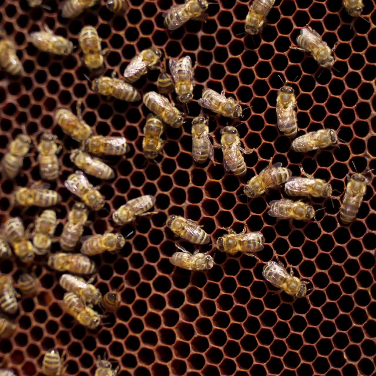 Bees on a honeycomb. Busy insects working on a frame with honey. Natural food product. Close-up. Top view.