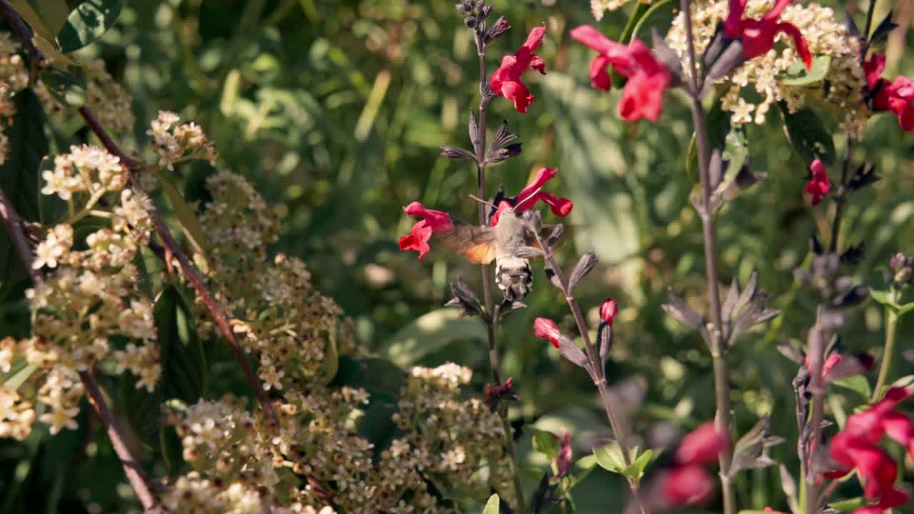 Hummingbird hawk-moth gathering nectar from red salvia flowers in a sunny garden. Slow motion footage of Macroglossum stellatarum hovering and flying among blooming plants in France