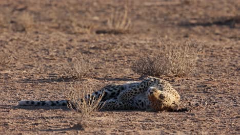 close up of adult female leopard rolling in dung, kgalagadi, south africa